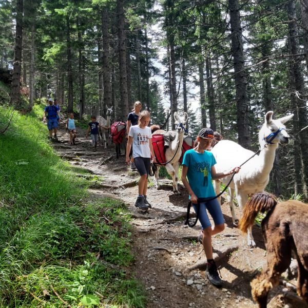 Lamas unterwegs in den Dolomiten